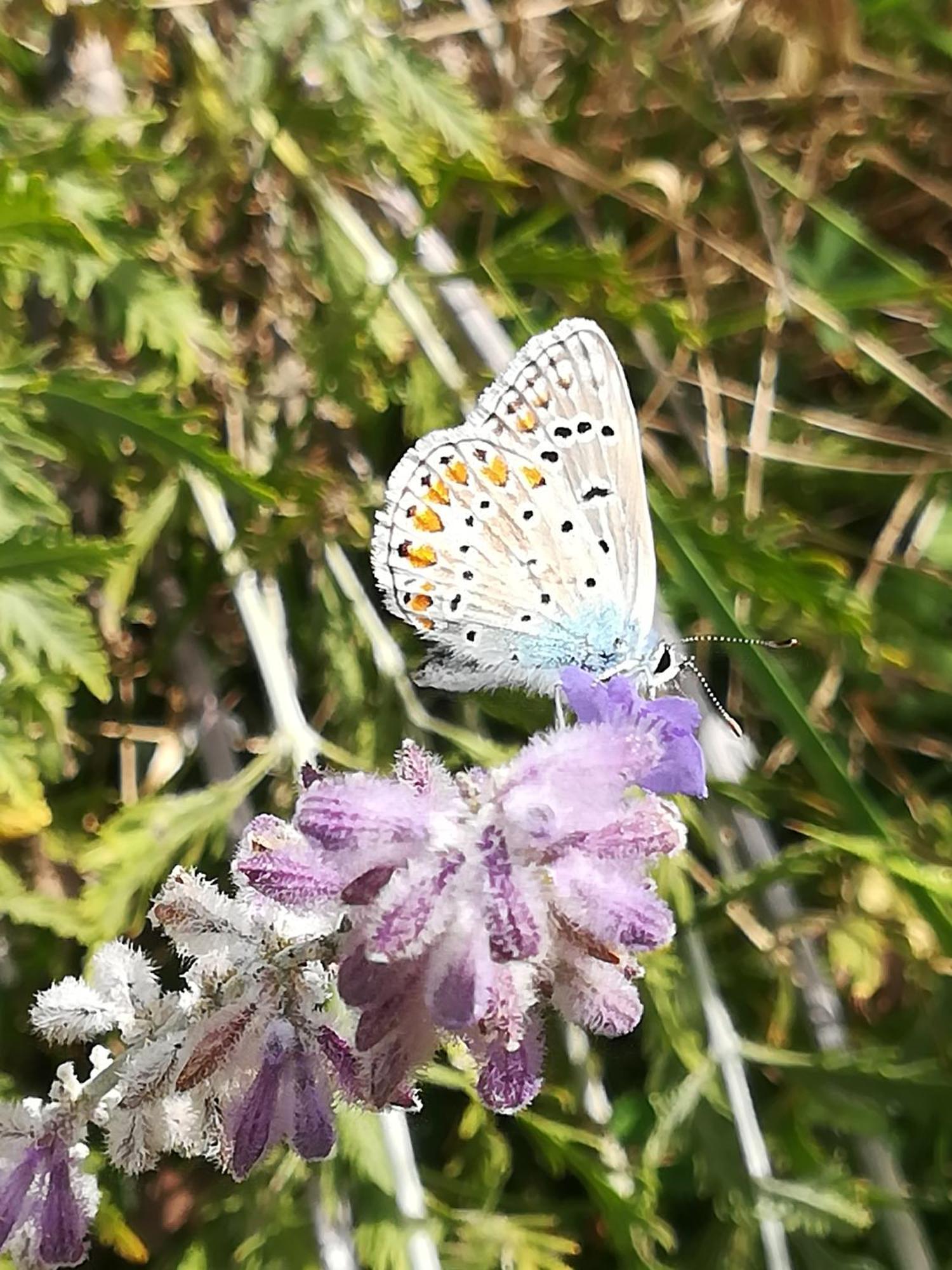 מלון La Camiranaise מראה חיצוני תמונה